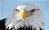 Аватар для Icon